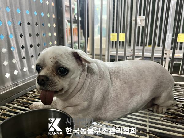 한국동물구조관리협회_411316202500667